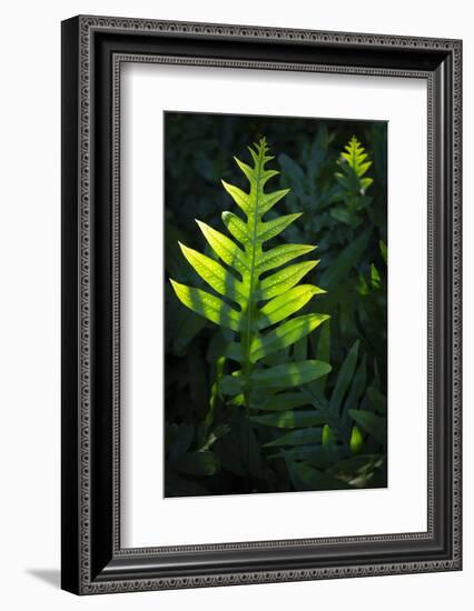 Laua'e fern, introduced to Hawaii, Aneho omalu Bay, Waikoloa Beach trail, Big Island, Hawaii-Maresa Pryor-Framed Photographic Print