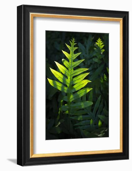 Laua'e fern, introduced to Hawaii, Aneho omalu Bay, Waikoloa Beach trail, Big Island, Hawaii-Maresa Pryor-Framed Photographic Print