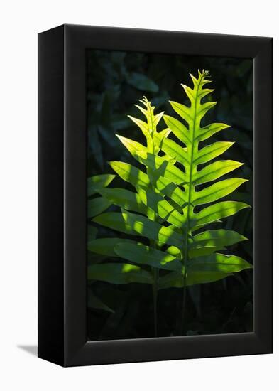 Laua'e fern, introduced to Hawaii, Aneho omalu Bay, Waikoloa Beach trail, Big Island, Hawaii-Maresa Pryor-Framed Premier Image Canvas