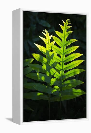 Laua'e fern, introduced to Hawaii, Aneho omalu Bay, Waikoloa Beach trail, Big Island, Hawaii-Maresa Pryor-Framed Premier Image Canvas