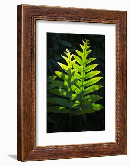 Laua'e fern, introduced to Hawaii, Aneho omalu Bay, Waikoloa Beach trail, Big Island, Hawaii-Maresa Pryor-Framed Photographic Print