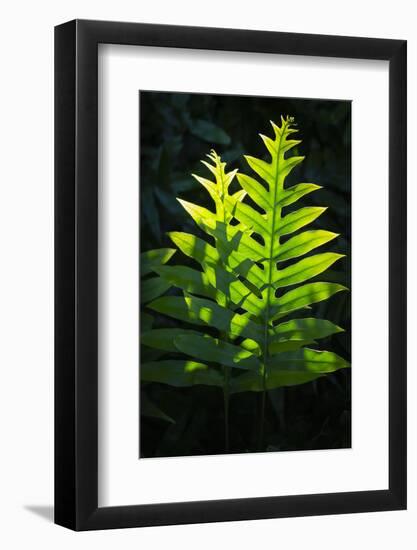 Laua'e fern, introduced to Hawaii, Aneho omalu Bay, Waikoloa Beach trail, Big Island, Hawaii-Maresa Pryor-Framed Photographic Print