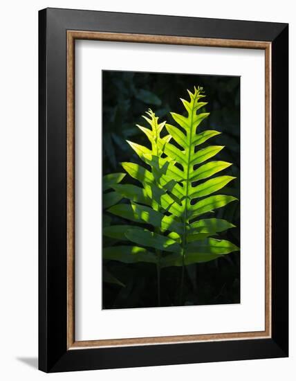 Laua'e fern, introduced to Hawaii, Aneho omalu Bay, Waikoloa Beach trail, Big Island, Hawaii-Maresa Pryor-Framed Photographic Print