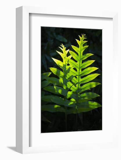 Laua'e fern, introduced to Hawaii, Aneho omalu Bay, Waikoloa Beach trail, Big Island, Hawaii-Maresa Pryor-Framed Photographic Print