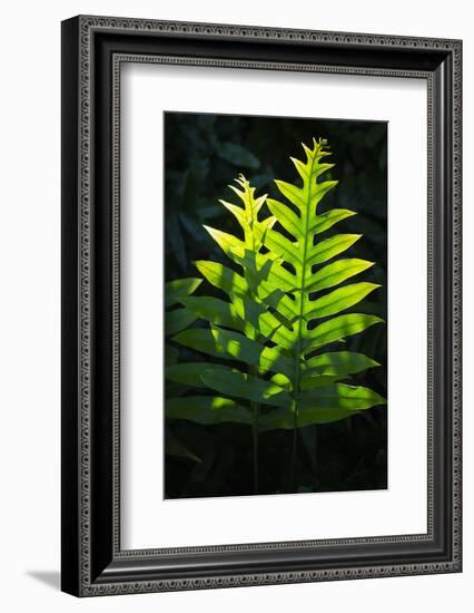 Laua'e fern, introduced to Hawaii, Aneho omalu Bay, Waikoloa Beach trail, Big Island, Hawaii-Maresa Pryor-Framed Photographic Print