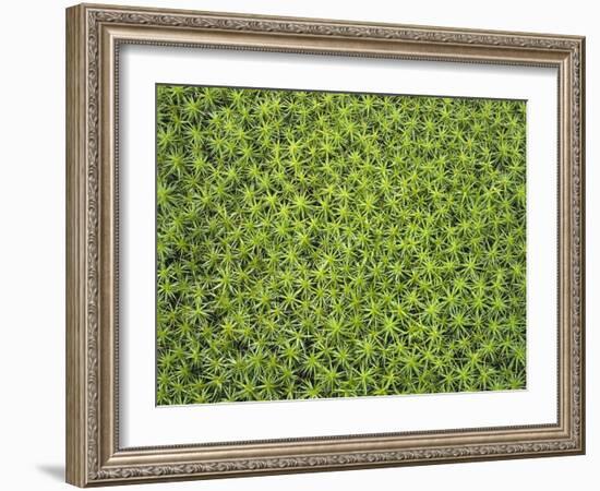 Laubmoos, Bartramia Stricta, Close-Up, Pflanze, Pflanzen, Moos, Moose-Thonig-Framed Photographic Print