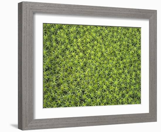 Laubmoos, Bartramia Stricta, Close-Up, Pflanze, Pflanzen, Moos, Moose-Thonig-Framed Photographic Print