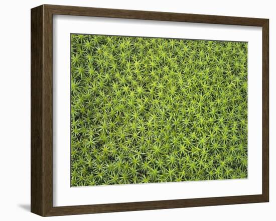 Laubmoos, Bartramia Stricta, Close-Up, Pflanze, Pflanzen, Moos, Moose-Thonig-Framed Photographic Print