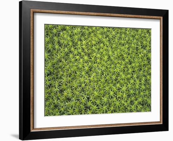 Laubmoos, Bartramia Stricta, Close-Up, Pflanze, Pflanzen, Moos, Moose-Thonig-Framed Photographic Print