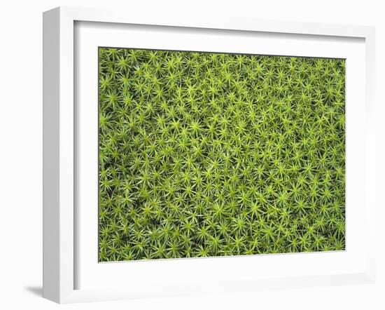 Laubmoos, Bartramia Stricta, Close-Up, Pflanze, Pflanzen, Moos, Moose-Thonig-Framed Photographic Print