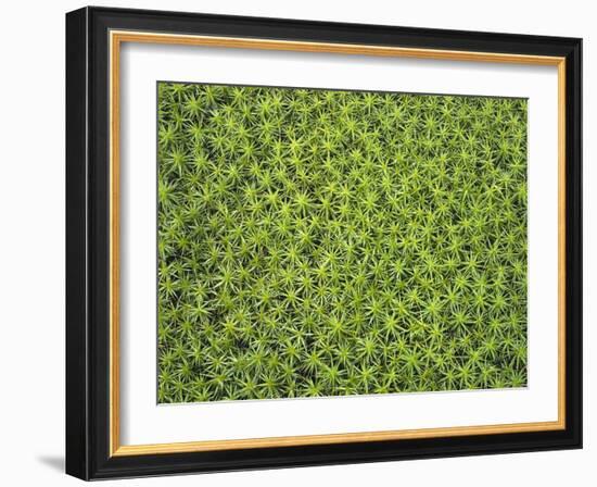 Laubmoos, Bartramia Stricta, Close-Up, Pflanze, Pflanzen, Moos, Moose-Thonig-Framed Photographic Print