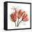 Laugh Tulips-Albert Koetsier-Framed Stretched Canvas