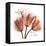 Laugh Tulips-Albert Koetsier-Framed Stretched Canvas