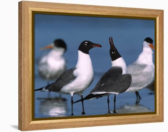 Laughing Gull Courtship Display, Florida, USA-Charles Sleicher-Framed Premier Image Canvas