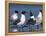 Laughing Gull Courtship Display, Florida, USA-Charles Sleicher-Framed Premier Image Canvas