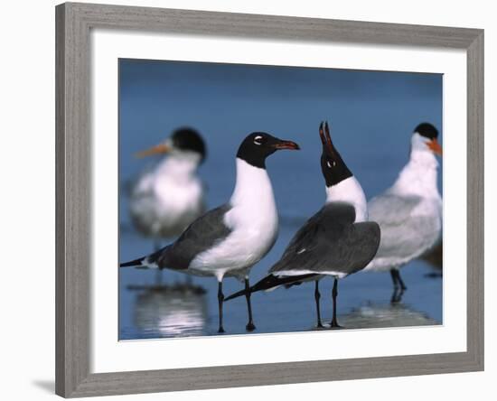 Laughing Gull Courtship Display, Florida, USA-Charles Sleicher-Framed Photographic Print