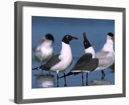 Laughing Gull Courtship Display, Florida, USA-Charles Sleicher-Framed Photographic Print