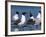 Laughing Gull Courtship Display, Florida, USA-Charles Sleicher-Framed Photographic Print