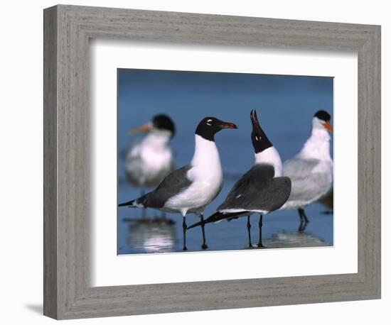 Laughing Gull Courtship Display, Florida, USA-Charles Sleicher-Framed Photographic Print