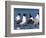 Laughing Gull Courtship Display, Florida, USA-Charles Sleicher-Framed Photographic Print