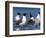 Laughing Gull Courtship Display, Florida, USA-Charles Sleicher-Framed Photographic Print