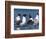 Laughing Gull Courtship Display, Florida, USA-Charles Sleicher-Framed Photographic Print