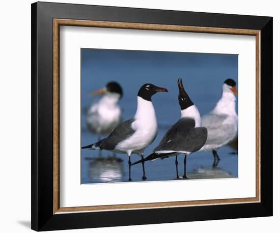 Laughing Gull Courtship Display, Florida, USA-Charles Sleicher-Framed Photographic Print