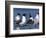 Laughing Gull Courtship Display, Florida, USA-Charles Sleicher-Framed Photographic Print