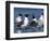 Laughing Gull Courtship Display, Florida, USA-Charles Sleicher-Framed Photographic Print