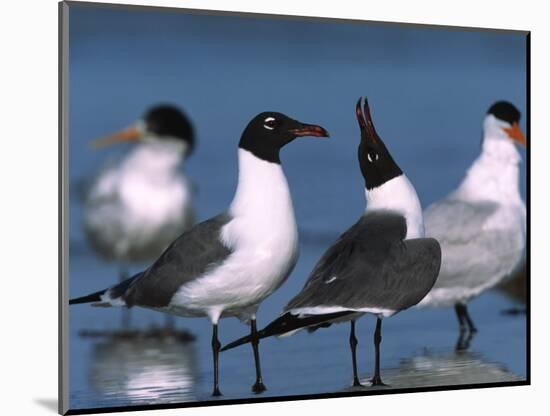 Laughing Gull Courtship Display, Florida, USA-Charles Sleicher-Mounted Photographic Print