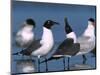 Laughing Gull Courtship Display, Florida, USA-Charles Sleicher-Mounted Photographic Print