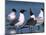 Laughing Gull Courtship Display, Florida, USA-Charles Sleicher-Mounted Photographic Print