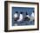 Laughing Gull Courtship Display, Florida, USA-Charles Sleicher-Framed Photographic Print