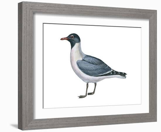 Laughing Gull (Larus Atricilla), Birds-Encyclopaedia Britannica-Framed Art Print