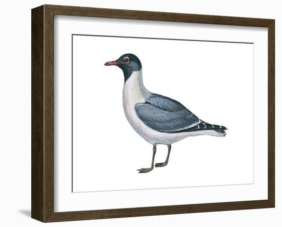 Laughing Gull (Larus Atricilla), Birds-Encyclopaedia Britannica-Framed Art Print