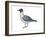 Laughing Gull (Larus Atricilla), Birds-Encyclopaedia Britannica-Framed Art Print