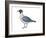 Laughing Gull (Larus Atricilla), Birds-Encyclopaedia Britannica-Framed Art Print