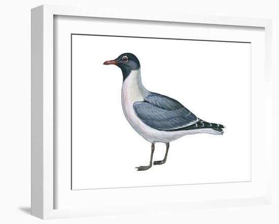 Laughing Gull (Larus Atricilla), Birds-Encyclopaedia Britannica-Framed Art Print