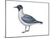 Laughing Gull (Larus Atricilla), Birds-Encyclopaedia Britannica-Mounted Art Print