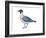 Laughing Gull (Larus Atricilla), Birds-Encyclopaedia Britannica-Framed Art Print