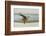 Laughing Gull (Leucophaeus Atricilla) Juvenile-Gerrit Vyn-Framed Photographic Print