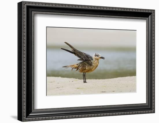 Laughing Gull (Leucophaeus Atricilla) Juvenile-Gerrit Vyn-Framed Photographic Print