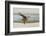 Laughing Gull (Leucophaeus Atricilla) Juvenile-Gerrit Vyn-Framed Photographic Print