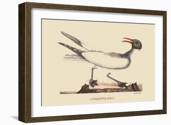 Laughing Gull-Mark Catesby-Framed Art Print