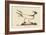 Laughing Gull-Mark Catesby-Framed Art Print