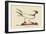 Laughing Gull-Mark Catesby-Framed Art Print