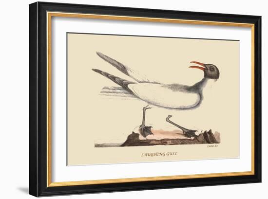 Laughing Gull-Mark Catesby-Framed Art Print