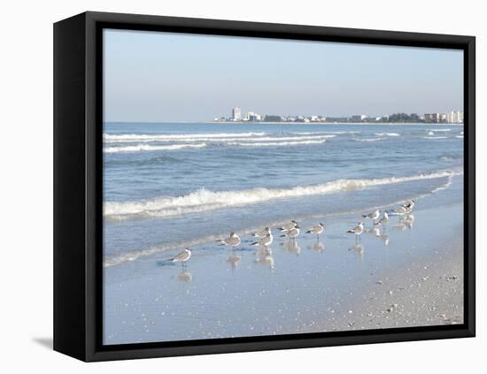 Laughing Gulls Along Crescent Beach, Sarasota, Florida, USA-Bernard Friel-Framed Premier Image Canvas