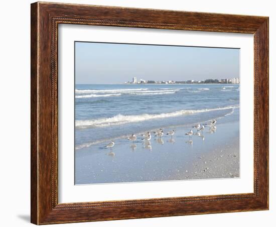 Laughing Gulls Along Crescent Beach, Sarasota, Florida, USA-Bernard Friel-Framed Premium Photographic Print