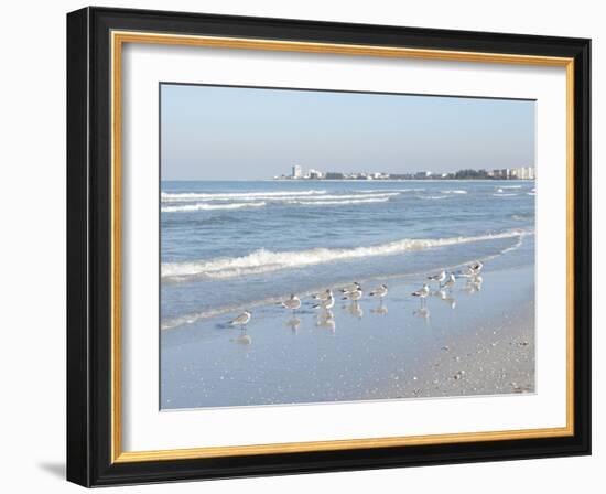 Laughing Gulls Along Crescent Beach, Sarasota, Florida, USA-Bernard Friel-Framed Premium Photographic Print